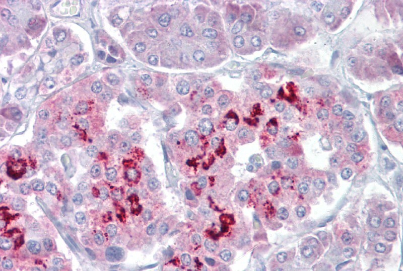 IHC of SIM1 antibody. Immunohistochemistry with Pancreas tissue at an antibody concentration of 5 ug/ml using SIM1 antibody