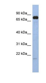 Western Blot of SIM1 antibody. Immunoblot showing pancreas tissue detected with 0.2-1 ug/ml SIM1 antibody