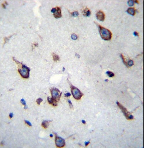 SIM1 Antibody immunohistochemistry of formalin-fixed and paraffin-embedded human brain tissue followed by peroxidase-conjugated secondary antibody and DAB staining.