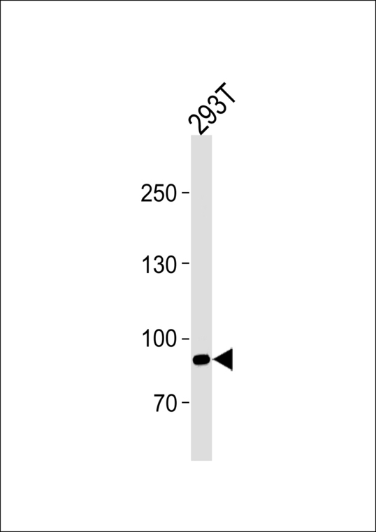 Western blot of lysate from 293T cell line, using SIM1 Antibody. Antibody was diluted at 1:1000 at each lane. A goat anti-rabbit IgG H&L (HRP) at 1:5000 dilution was used as the secondary antibody. Lysate at 35ug.