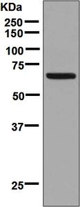 Western blot analysis on HepG2 cell lysate using anti-SIM2 antibody.