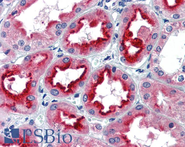 Anti-SIN3A antibody IHC of human kidney. Immunohistochemistry of formalin-fixed, paraffin-embedded tissue after heat-induced antigen retrieval. Antibody LS-B3492 concentration 5 ug/ml.