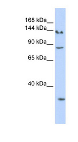 SIN3A antibody LS-B3492 Western blot of HeLa lysate.