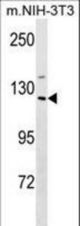 Mouse Sin3a Antibody western blot of mouse NIH-3T3 cell line lysates (35 ug/lane). The Sin3a antibody detected the Sin3a protein (arrow).