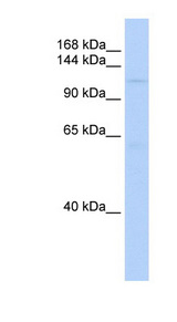 SIN3B antibody LS-C102365 Western blot of HCT15 cell lysate.