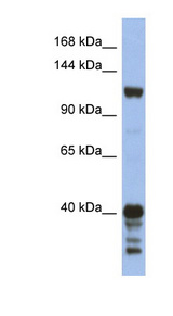 SIPA1 antibody LS-C112258 Western blot of HT1080 cell lysate.