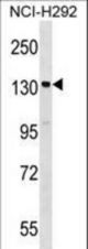 SIPA1 Antibody western blot of NCI-H292 cell line lysates (35 ug/lane). The SIPA1 antibody detected the SIPA1 protein (arrow).