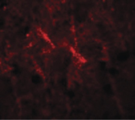 Immunofluorescence of SIPA1 in human brain cells with SIPA1 antibody at 20 ug/ml.