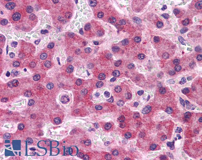 Anti-SIPA1L2 antibody IHC of human liver. Immunohistochemistry of formalin-fixed, paraffin-embedded tissue after heat-induced antigen retrieval. Antibody LS-B5054 concentration 5 ug/ml.