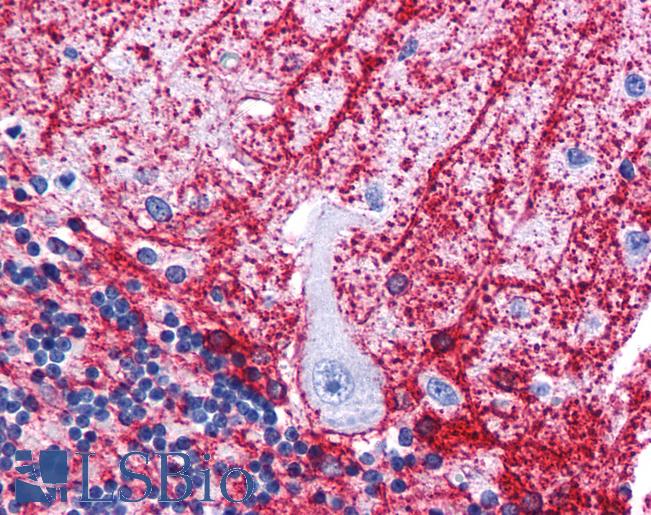 Anti-SIPA1L3 antibody IHC of human brain, cerebellum. Immunohistochemistry of formalin-fixed, paraffin-embedded tissue after heat-induced antigen retrieval. Antibody LS-B5055 concentration 5 ug/ml.
