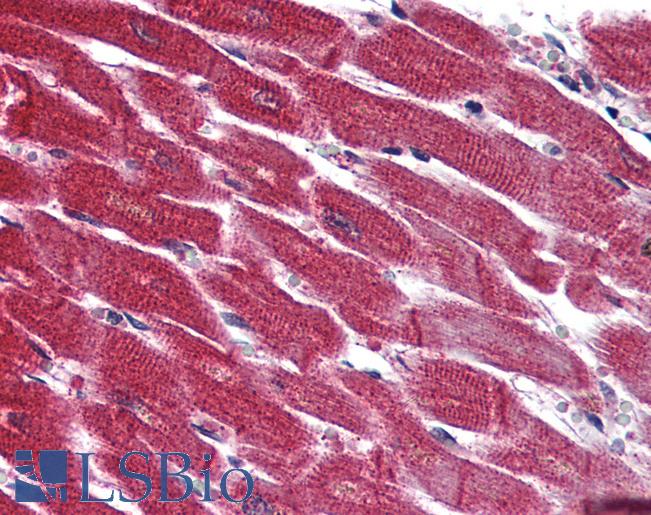 Anti-EDG3 / S1P3 antibody LS-A1752 IHC of human heart. Immunohistochemistry of formalin-fixed, paraffin-embedded tissue after heat-induced antigen retrieval.