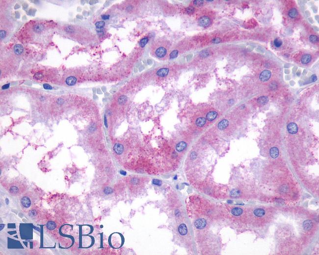 Anti-EDG3 / S1P3 antibody LS-A1031 IHC of human kidney. Immunohistochemistry of formalin-fixed, paraffin-embedded tissue after heat-induced antigen retrieval.