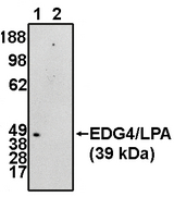 Western blot of EDG4/LPA2 (NT) antibody at 5 ug/ml on RH7777 cells transfected with EDG4/LPA2 protein in the absence (1) and presence (2) of blocking peptide.
