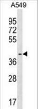 SIRPB1 Antibody western blot of A549 cell line lysates (35 ug/lane). The SIRPB1 antibody detected the SIRPB1 protein (arrow).