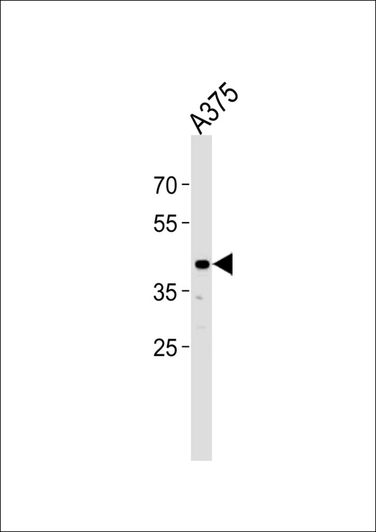 SIRPB1 Antibody western blot of A375 cell line lysates (35 ug/lane). The SIRPB1 antibody detected the SIRPB1 protein (arrow).