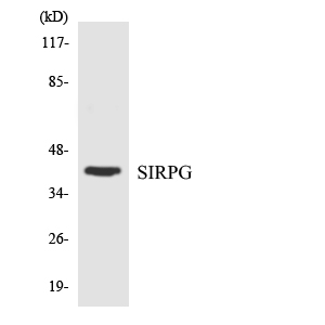 Western blot of the lysates from RAW264.7cells using SIRPG antibody.