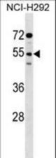 SIRPG Antibody western blot of NCI-H292 cell line lysates (35 ug/lane). The SIRPG antibody detected the SIRPG protein (arrow).