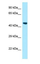 PSTPIP1 antibody Western Blot of Fetal Liver.