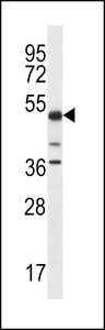 PSTPIP1 Antibody western blot of K562 cell line lysates (35 ug/lane). The PSTPIP1 antibody detected the PSTPIP1 protein (arrow).