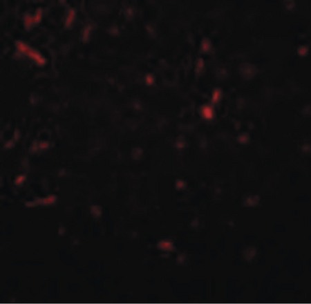 Immunofluorescence of SIRT1 in rat lung tissue with SIRT1 antibody at 20 ug/ml.