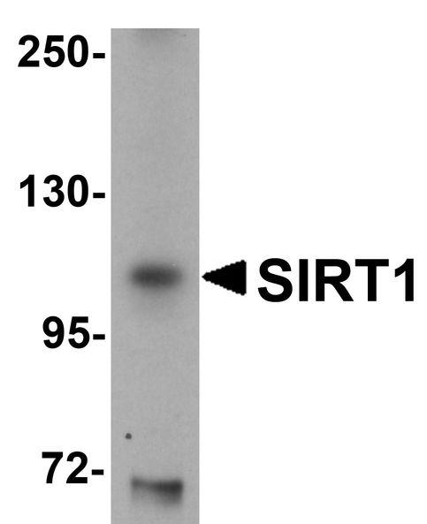 Western blot analysis of SIRT1 in mouse liver tissue lysate with SIRT1 antibody at 1 ug/ml.
