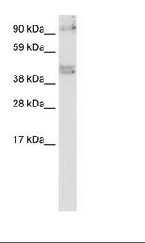 Fetal brain Lysate