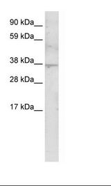 Fetal Thymus Lysate