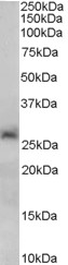 Antibody (0.2 ug/ml) staining of Human Liver lysate (35 ug protein in RIPA buffer). Primary incubation was 1 hour. Detected by chemiluminescence.