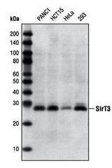Western blot of various cell extracts using LS-C75838.