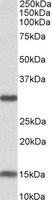 SIRT3 antibody (0.3 ug/ml) staining of Mouse Heart lysate (35 ug protein/ml in RIPA buffer). Primary incubation was 1 hour. Detected by chemiluminescence.