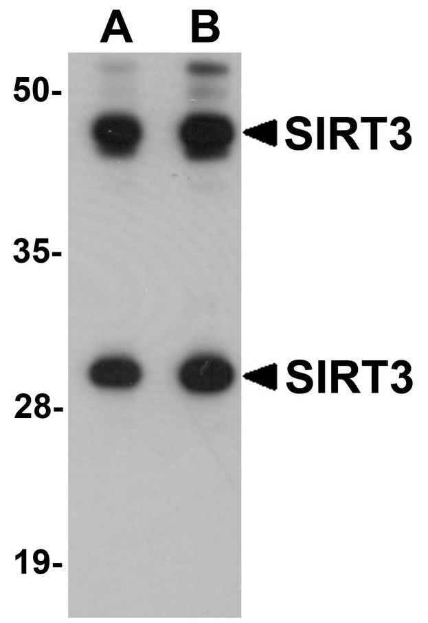 Western blot analysis of SIRT3 in mouse heart tissue lysate with SIRT3 antibody at (A) 1 and (B) 2 ug/ml.
