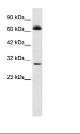 HepG2 Cell Lysate