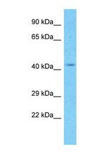 Western blot of Human HepG2. PTAR1 antibody dilution 1.0 ug/ml.