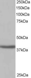 Antibody staining (1 ug/ml) of Human Kidney lysate (RIPA buffer, 35 ug total protein per lane). Primary incubated for 1 hour. Detected by Western blot of chemiluminescence.