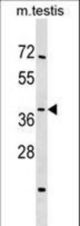 SIRT4 Antibody western blot of mouse testis tissue lysates (35 ug/lane). The SIRT4 antibody detected the SIRT4 protein (arrow).
