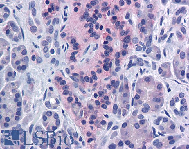 Anti-SIRT4 antibody IHC of human pancreas. Immunohistochemistry of formalin-fixed, paraffin-embedded tissue after heat-induced antigen retrieval. Antibody LS-B5590 concentration 5 ug/ml.