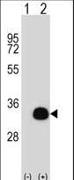 Western blot of SIRT5 (arrow) using rabbit polyclonal SIRT5 Antibody. 293 cell lysates (2 ug/lane) either nontransfected (Lane 1) or transiently transfected (Lane 2) with the SIRT5 gene.