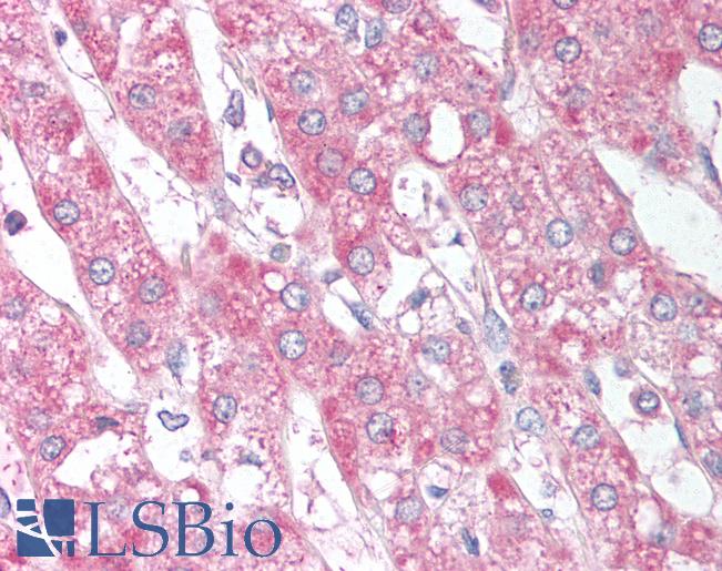 Anti-SIRT6 antibody IHC of human adrenal. Immunohistochemistry of formalin-fixed, paraffin-embedded tissue after heat-induced antigen retrieval. Antibody LS-B900 concentration 10 ug/ml.