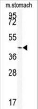 Western blot of SIRT6 Antibody in mouse stomach tissue lysates (35 ug/lane). SIRT6 (arrow) was detected using the purified antibody.