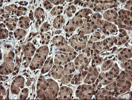 IHC of paraffin-embedded Human pancreas tissue using anti-PROSC mouse monoclonal antibody.