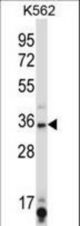 SIRT6 Antibody western blot of K562 cell line lysates (35 ug/lane). The SIRT6 antibody detected the SIRT6 protein (arrow).