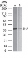 Western blot of SIRT7 in A) human liver and B) PBMC lysate using antibody at 1 ug/ml.