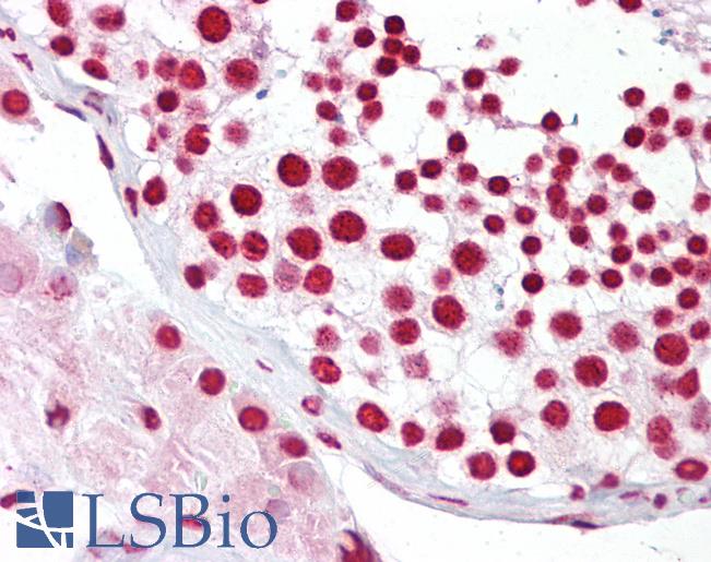 Anti-SIRT7 antibody IHC of human testis. Immunohistochemistry of formalin-fixed, paraffin-embedded tissue after heat-induced antigen retrieval. Antibody LS-B6912 concentration 10 ug/ml.