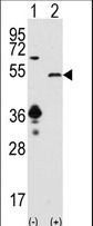 Western blot of SIRT7 (arrow) using SIRT7 Antibody. HEK293 cell lysates (2 ug/lane) either nontransfected (Lane 1) or transiently transfected with the SIRT7 gene (Lane 2).