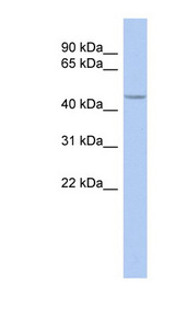 SIRT7 antibody LS-C109658 Western blot of SH-SYSY lysate.