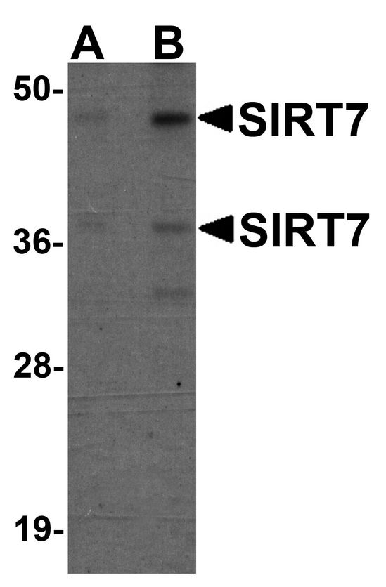 Western blot analysis of SIRT7 in 293 cell lysate with SIRT7 antibody at (A) 0.5 and (B) 1 ug/ml.
