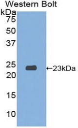 Western blot of recombinant SIT1.