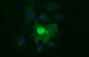 Anti-SIVA1 mouse monoclonal antibody immunofluorescent staining of COS7 cells transiently transfected by pCMV6-ENTRY SIVA1.