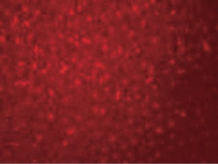 Immunofluorescence of SIVA in mouse liver cells with SIVA antibody at 20 ug/ml.