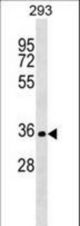SIX2 Antibody western blot of 293 cell line lysates (35 ug/lane). The SIX2 antibody detected the SIX2 protein (arrow).
